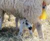 Lambing149.JPG