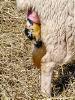 Lambing153.JPG