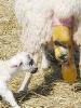 Lambing154.JPG