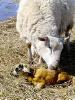 Lambing159.JPG