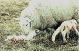 Lambing, click for more lambing images