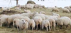 Ara guarding sheep, click for larger image